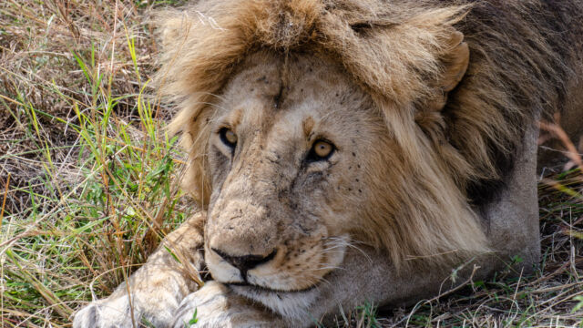 Panthera leo ssp. melanochaita. Mating pair. Black Rock pride. He figured out she wasn't ready, so he is settling down to wait Southern Lion, Panthera leo ssp. melanochaita. Mating pair. Black Rock pride. He figured out she wasn't ready, so he is settling down to wait