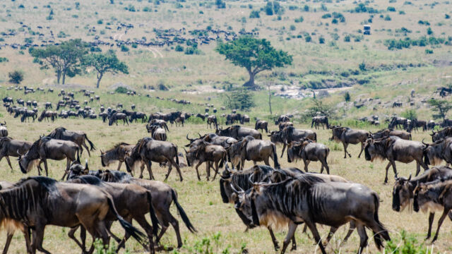 Connochaetes taurinus ssp. mearnsi. Near the Sand River Western White-bearded Wildebeest, Connochaetes taurinus ssp. mearnsi. Near the Sand River