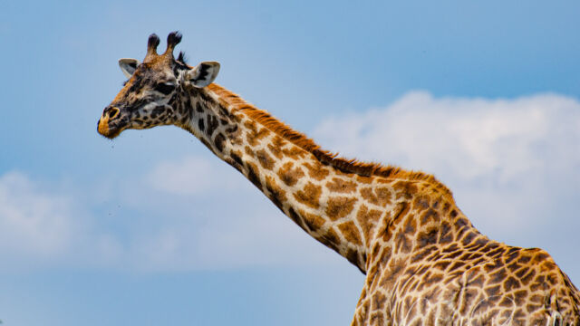 Giraffa camelopardalis ssp. tippelskirchi Maasai Giraffe, Giraffa camelopardalis ssp. tippelskirchi