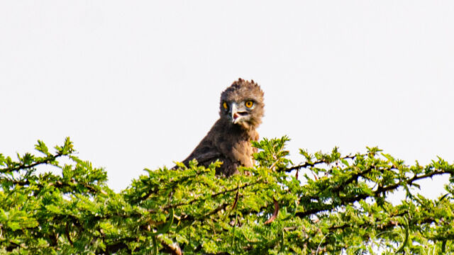 Circaetus cinereus Brown snake eagle, Circaetus cinereus
