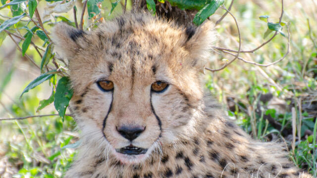 Acinonyx jubatus ssp. jubatus. Cub, less than 4 months old Southern and Eastern African Cheetah, Acinonyx jubatus ssp. jubatus. Cub, less than 4 months old