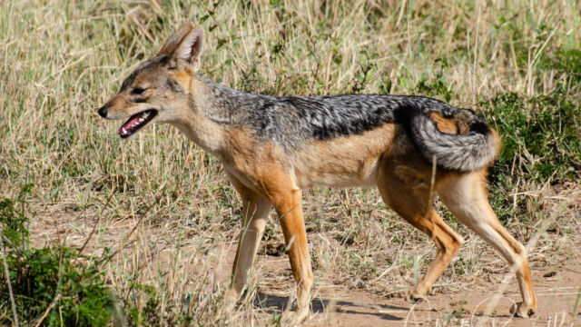Canis mesomelas Black-backed Jackal, Canis mesomelas