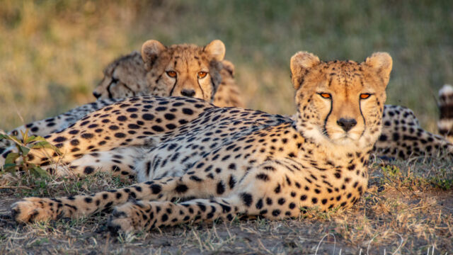Acinonyx jubatus ssp. jubatus. Mother and three cubs, less than 4 months old Southern and Eastern African Cheetah, Acinonyx jubatus ssp. jubatus. Mother and three cubs, less than 4 months old
