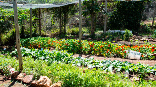 Cook's garden at Cottar's Camp. They grow a LOT of vegetables and fruits Cook's garden at Cottar's Camp. They grow a LOT of vegetables and fruits