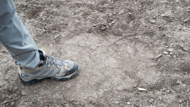Footprint of a very large African Bush Elephant, with my wife's foot inside for comparison Footprint of a very large African Bush Elephant, with my wife's foot inside for comparison