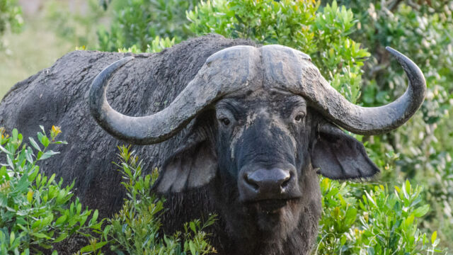 Syncerus caffer ssp. caffer, in the bush. You really have to watch out for these. Cape Buffalo, Syncerus caffer ssp. caffer, in the bush. You really have to watch out for these.