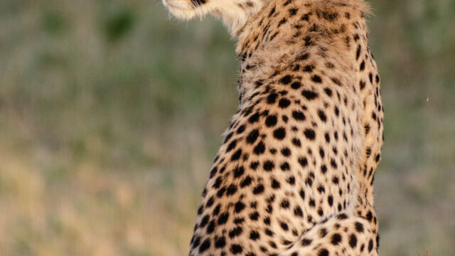 Acinonyx jubatus ssp. jubatus Southern and Eastern African Cheetah, Acinonyx jubatus ssp. jubatus