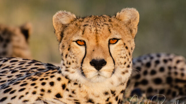 Acinonyx jubatus ssp. jubatus Southern and Eastern African Cheetah, Acinonyx jubatus ssp. jubatus