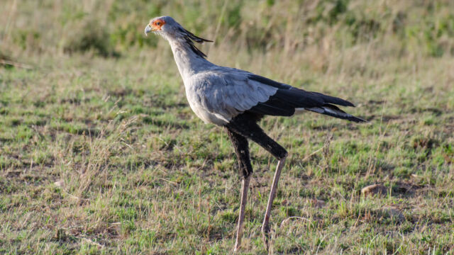 Sagittarius serpentarius, stalking across the savannah along the path Secretarybird, Sagittarius serpentarius, stalking across the savannah along the path