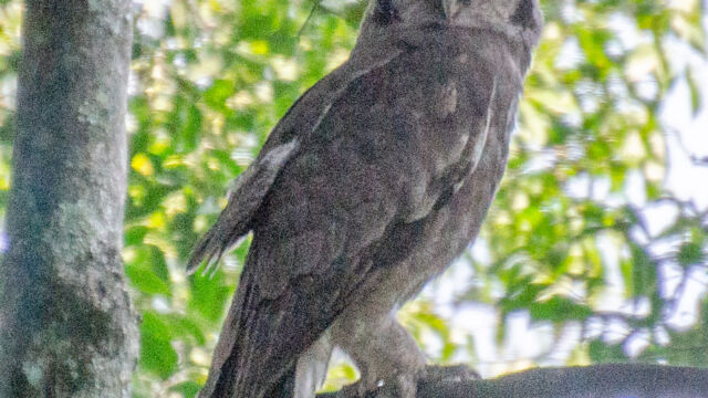 Bubo lacteus Verreaux's Eagle-Owl, Bubo lacteus