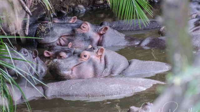 Hippopotamus amphibius ssp. kiboko East African Hippopotamus, Hippopotamus amphibius ssp. kiboko