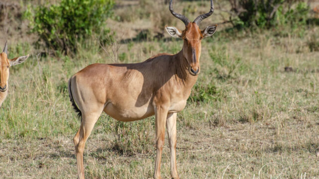 Alcelaphus buselaphus ssp. cokii Coke's Hartebeest, Alcelaphus buselaphus ssp. cokii