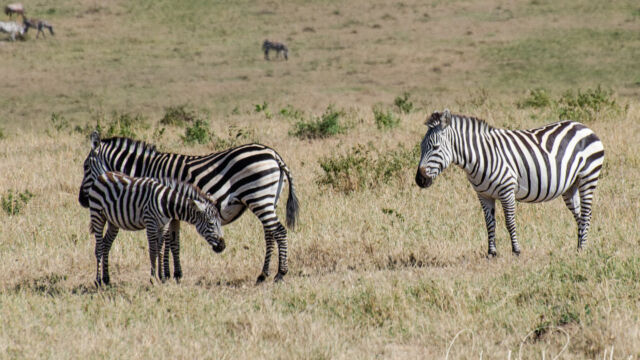 Equus quagga ssp. boehmi. We did not see as many as I expected. Grant’s Zebra, Equus quagga ssp. boehmi. We did not see as many as I expected.