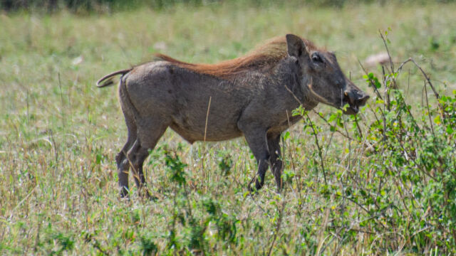 Phacochoerus africanus ssp. massaicus Central African Warthog, Phacochoerus africanus ssp. massaicus