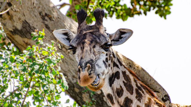 Giraffa camelopardalis ssp. tippelskirchi telling a joke Maasai Giraffe, Giraffa camelopardalis ssp. tippelskirchi telling a joke