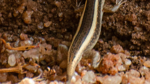 Trachylepis striata. On the porch of our tent African Striped Skink, Trachylepis striata. On the porch of our tent