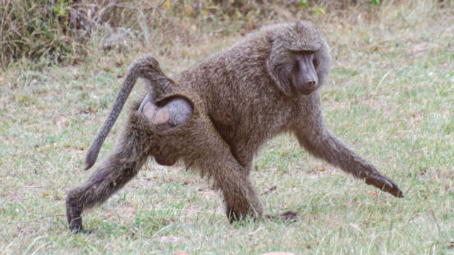Papio anubis. Downhill from our tent. A big troop came by the edge of camp. Olive Baboon, Papio anubis. Downhill from our tent. A big troop came by the edge of camp.