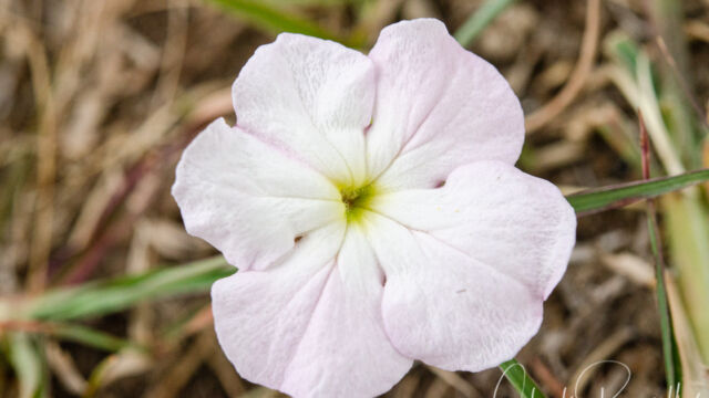 Cycnium tubulosum ssp. tubulosum. aka "Tissue Paper Flower" locally Vlei ink-flower, Cycnium tubulosum ssp. tubulosum. aka "Tissue Paper Flower" locally
