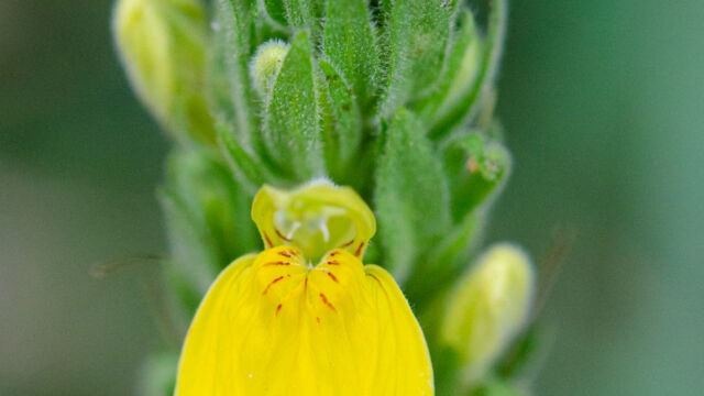 Justicia flava Yellow Justicea, Justicia flava