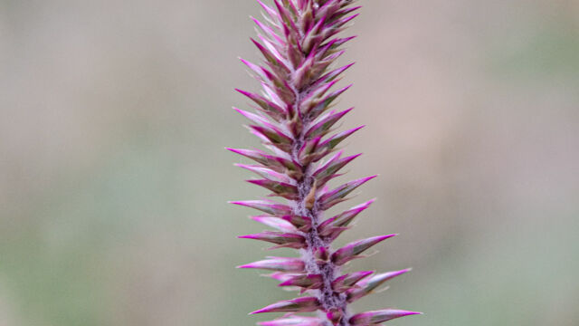 Achyranthes aspera Devil's horsewhip, Achyranthes aspera