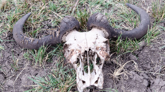 Horn moth larval cases (Ceratophaga vastella) on horns of Wildebeest. Horn moth larval cases on horns of Wildebeest. Ceratophaga vastella