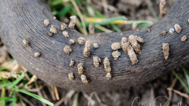Horn moth larval cases (Ceratophaga vastella) on horns of Wildebeest. Horn moth larval cases on horns of Wildebeest. Ceratophaga vastella