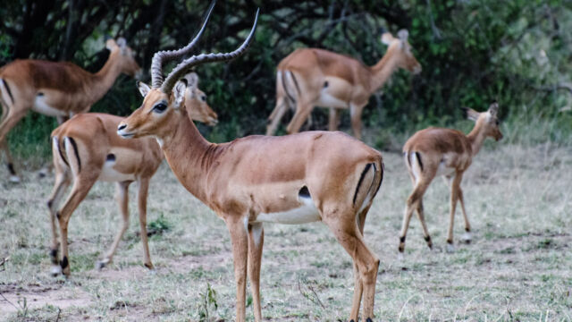 Aepyceros melampus. Male guarding his harem Impala, Aepyceros melampus. Male guarding his harem