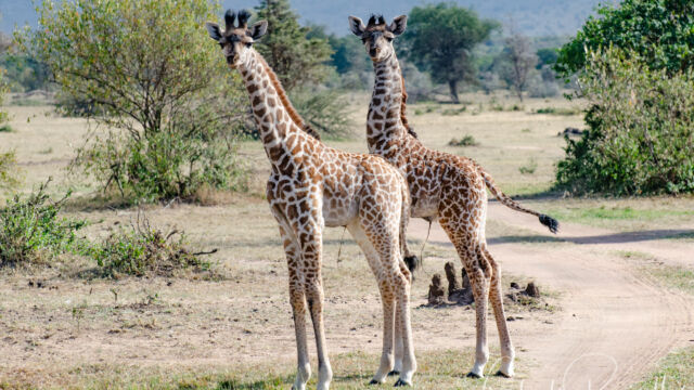 Giraffa camelopardalis ssp. tippelskirchi. Very young, still have umbilicle cord attached Maasai Giraffe, Giraffa camelopardalis ssp. tippelskirchi. Very young, still have umbilicle cord attached