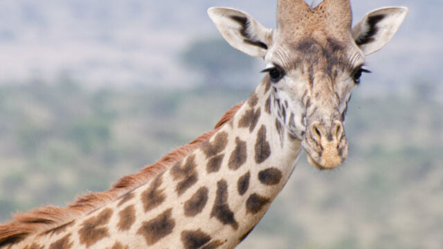 Giraffa camelopardalis ssp. tippelskirchi with a bad hair day Maasai Giraffe, Giraffa camelopardalis ssp. tippelskirchi with a bad hair day