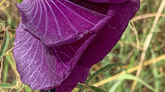 Hibiscus cannabinus Kenaf, Hibiscus cannabinus