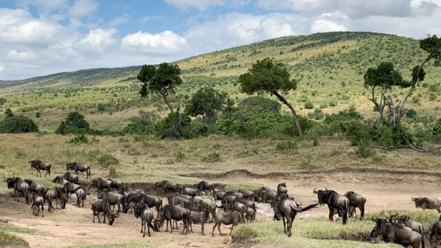 Wildebeest and the dry Sand River Wildebeest and the dry Sand River
