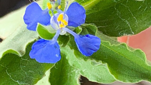 Commelina benghalensis Tropical Spiderwort, Commelina benghalensis