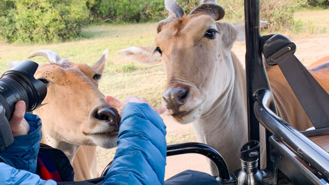 ragelaphus oryx. Orphans that were raised by the village, greeting my wife and looking for a handout Eland, Tragelaphus oryx. Orphans that were raised by the village, greeting my wife and looking for a handout