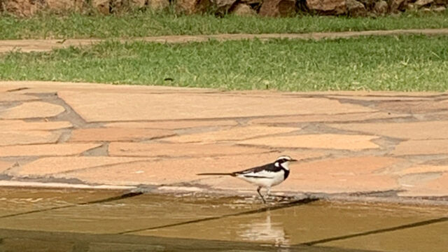 Motacilla aguimp African Pied Wagtail, Motacilla aguimp