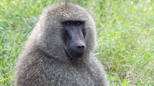 Papio anubis Olive Baboon, Papio anubis