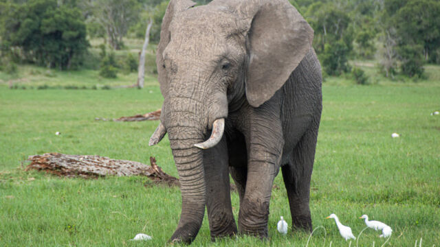 Loxodonta africana African Bush Elephant, Loxodonta africana