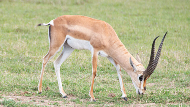 Nanger granti ssp. notata Bright's Gazelle, Nanger granti ssp. notata