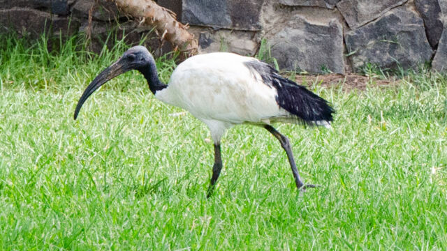 Threskiornis aethiopicus Sacred Ibis, Threskiornis aethiopicus