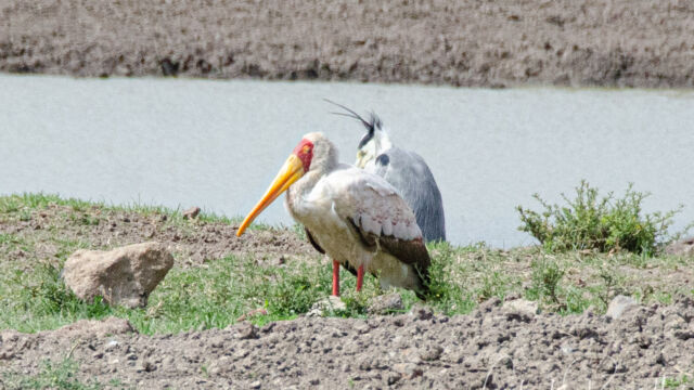 Mycteria ibis, and the watering hole Yellow-billed Stork, Mycteria ibis