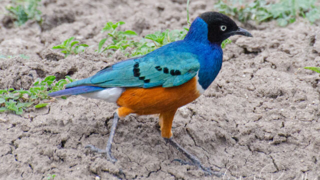 Lamprotornis superbus Superb Starling, Lamprotornis superbus