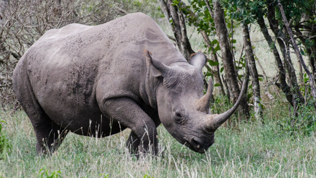 Diceros bicornis ssp. michaeli Eastern Black Rhinoceros, Diceros bicornis ssp. michaeli