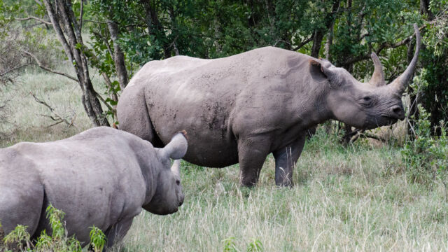 Diceros bicornis ssp. michaeli Eastern Black Rhinoceros, Diceros bicornis ssp. michaeli
