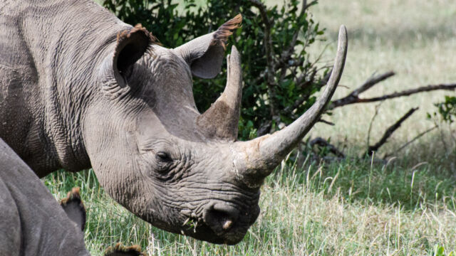 Diceros bicornis ssp. michaeli Eastern Black Rhinoceros, Diceros bicornis ssp. michaeli