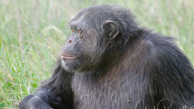 Pan troglodytes. At the Chimpanzee rescue facility at Ol Pejeta. Not native to this area Common Chimpanzee, Pan troglodytes