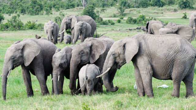 Loxodonta africana African Bush Elephant, Loxodonta africana