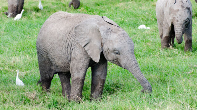 Loxodonta africana African Bush Elephant, Loxodonta africana