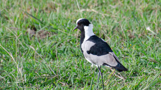 Vanellus armatus Blacksmith Lapwing, Vanellus armatus