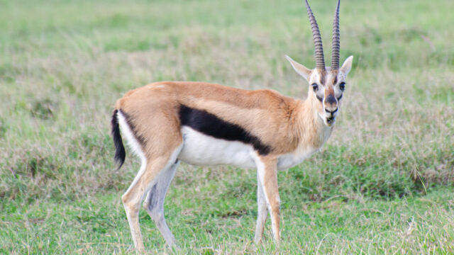 Eudorcas thomsonii Thomson's Gazelle, Eudorcas thomsonii