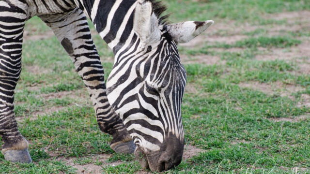 Equus quagga ssp. boehmi Grant’s Zebra, Equus quagga ssp. boehmi
