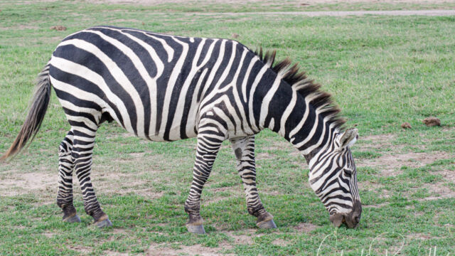 Equus quagga ssp. boehmi Grant’s Zebra, Equus quagga ssp. boehmi